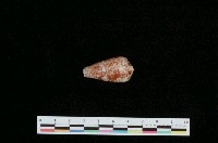 藏品(金翎芋螺)的圖片